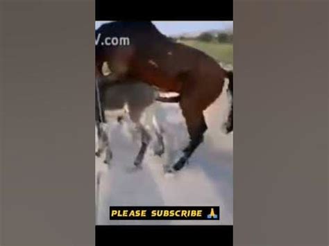 Horse mating donkey videos. Things To Know About Horse mating donkey videos. 